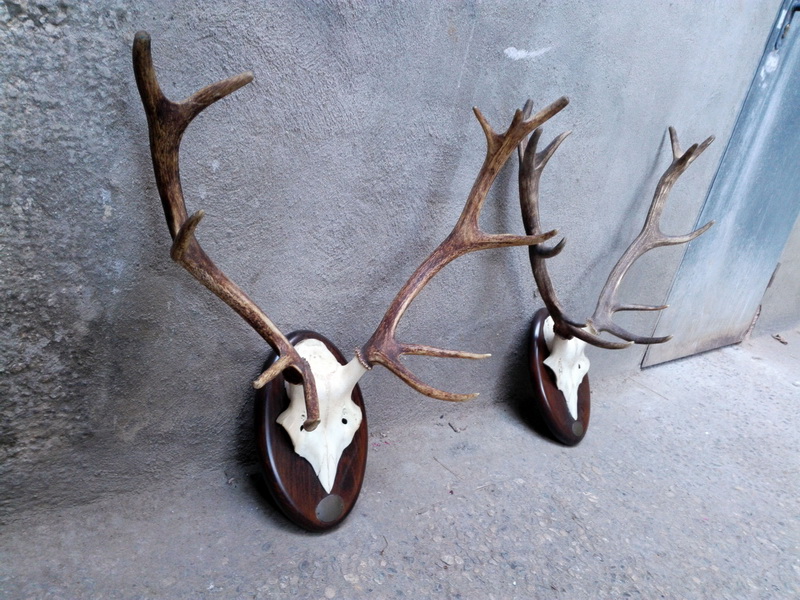 cornamenta deco animal madera 71x58x38 71x61x34 1u